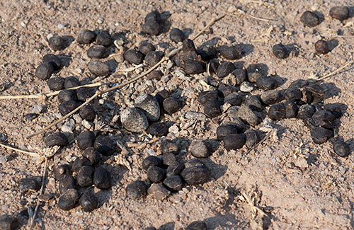 Three-banded Plover nest